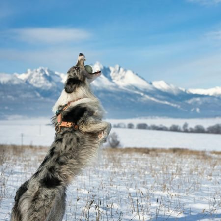 Active border collie jumping to catch a ball in snowy mountain landscape.